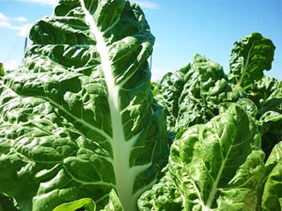 Semilla de Acelga Fordhook 1 LB Marca Corona | AgroTerra Guatemala