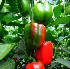 Semilla Chile Pimiento California Marca Corona 1 Libra | AgroTerra Guatemala