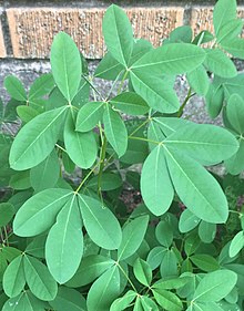 Semilla Chipilin Libra | AgroTerra Guatemala