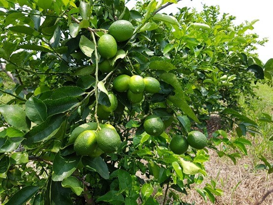 Pilon Limon Persa (Injerto o Acodo) - Listo para Trasplante | AgroTerra