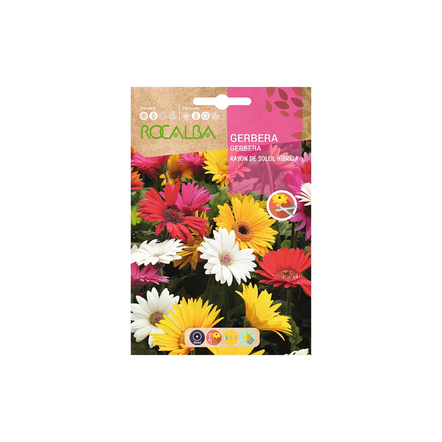 Sobre Semilla Rocalba Gerbera | AgroTerra Guatemala