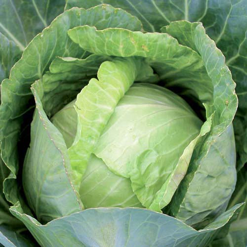 Semilla Repollo Golden Acre Semillas Marca Corona | AgroTerra Guatemala