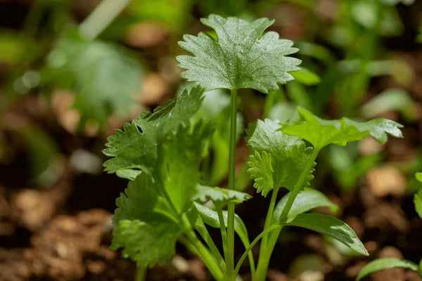 Pilón de Cilantro en Bolsa