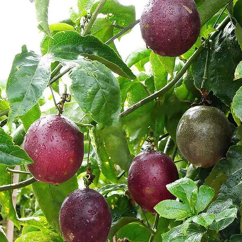 Pilon Maracuya Fruta Morada
