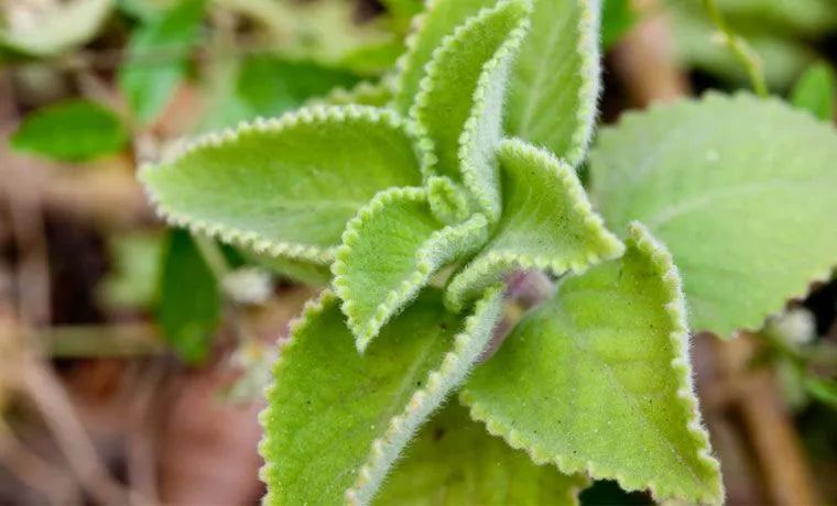 Pilon Oregano Grueso