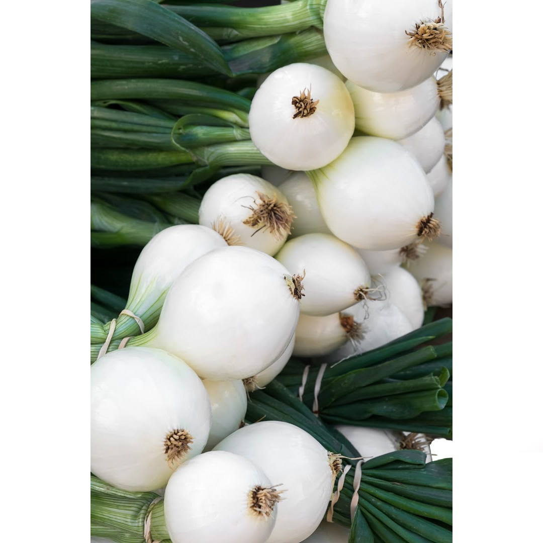Cebolla Blanca Orgánica Eclipse Manojo Con Tallo | AgroTerra Guatemala