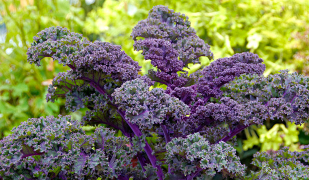 Kale Ruso Rojo Manojo 8 Onzas | AgroTerra Guatemala