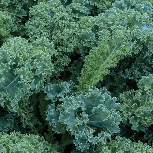 Kale Verde Organico 8 Onzas | AgroTerra Guatemala