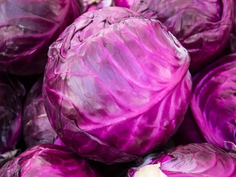 Repollo Morado Organico Grande | AgroTerra Guatemala