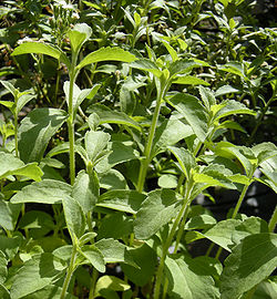 Pilon Estevia