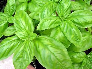 Semilla de Albahaca Italiana Marca Corona 1 LB | AgroTerra Guatemala