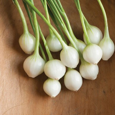 Cebolla Cristal White Libra Marca Corona Semilla | AgroTerra Guatemala