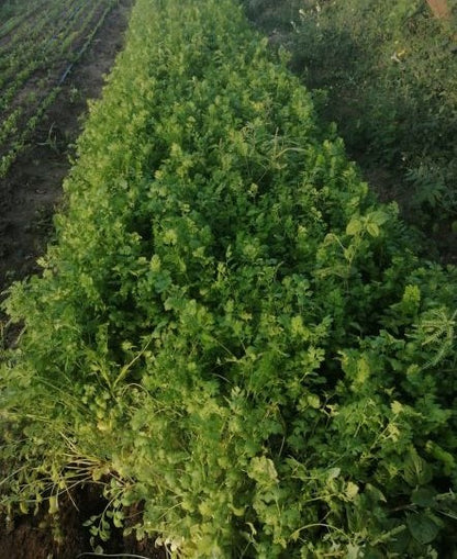 Semilla Cilantro Leisure Marca Corona 1 Libra | AgroTerra Guatemala