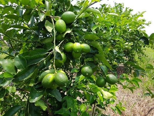Pilon Limon Persa (Injerto o Acodo) - Listo para Trasplante | AgroTerra