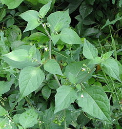Semilla Hierva Mora Libra | AgroTerra Guatemala