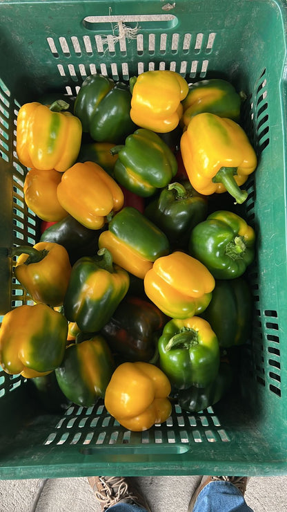 Chile Pimiento Morrón (Chile Dulce) Fresco Tricolor Mayoreo | AgroTerra Guatemala