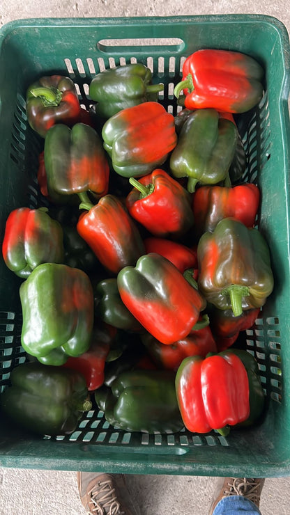 Chile Pimiento Morrón (Chile Dulce) Fresco Tricolor Mayoreo | AgroTerra Guatemala