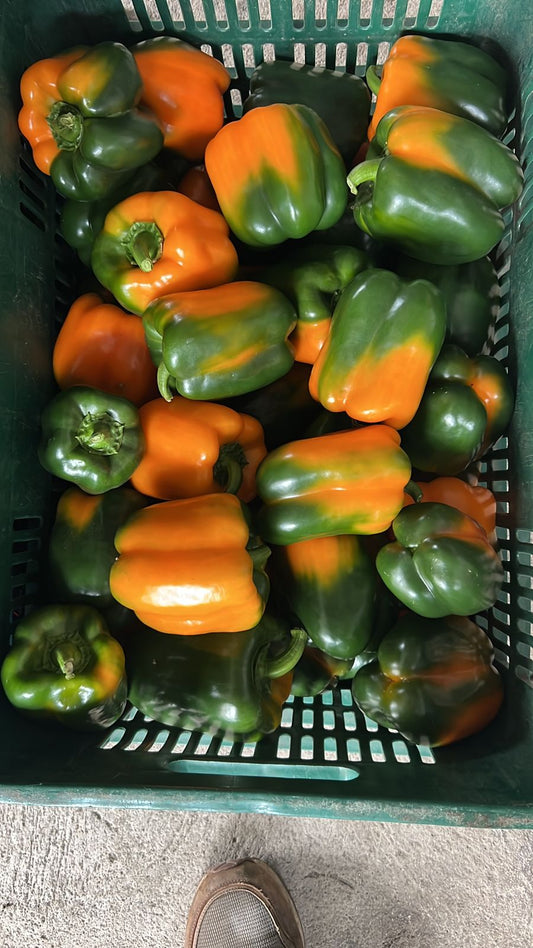 Chile Pimiento Morrón (Chile Dulce) Fresco Tricolor Mayoreo | AgroTerra Guatemala