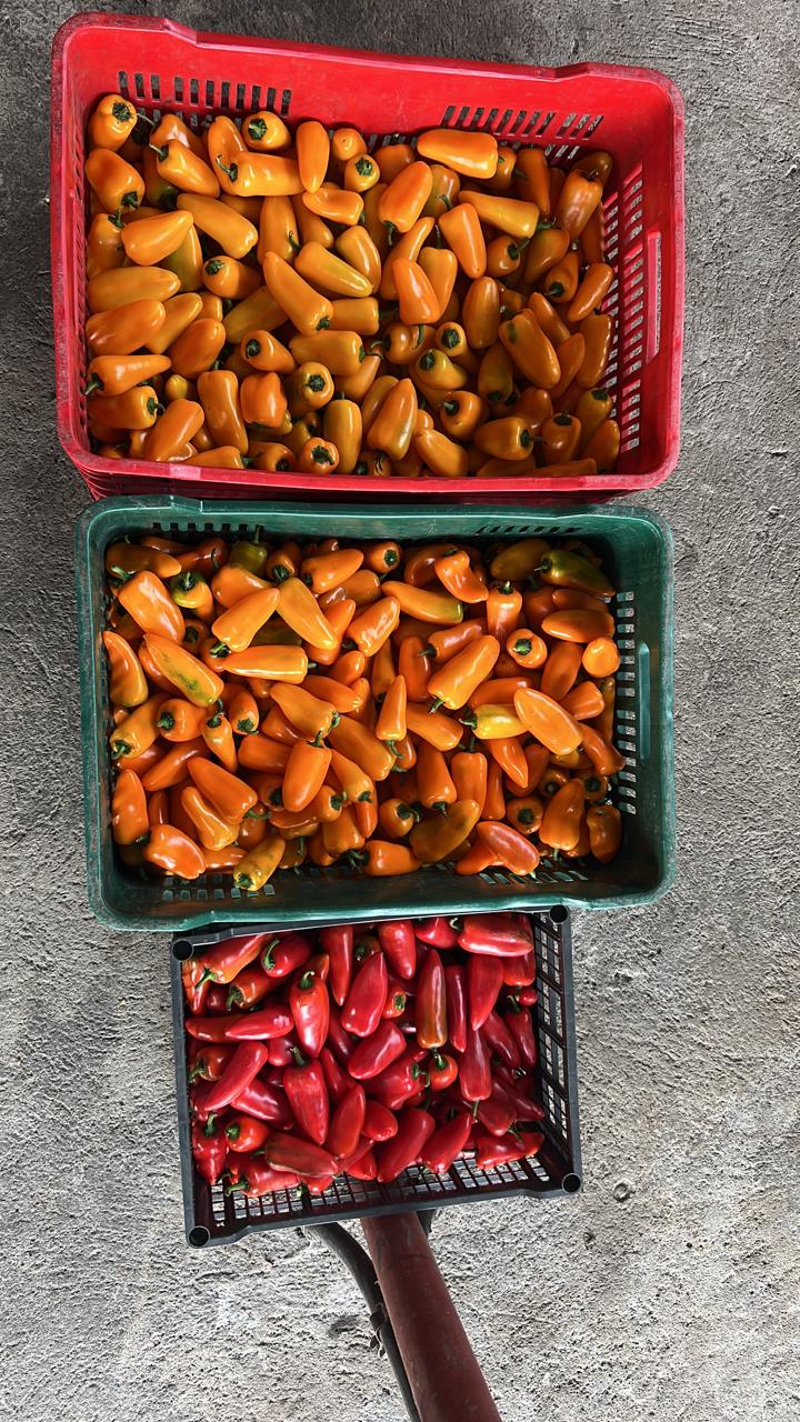 Chile Baby Bell Dulce (Mini Pimiento) Mayoreo | AgroTerra Guatemala
