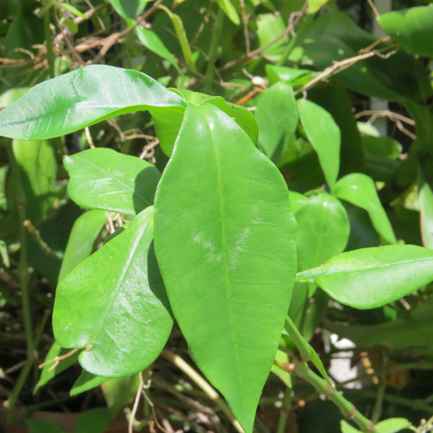 Planta IXBUT | AgroTerra Guatemala