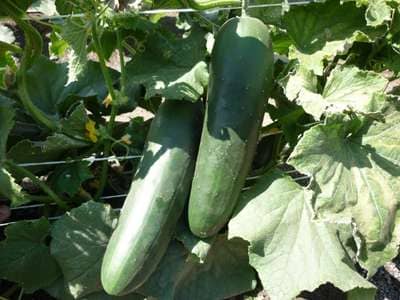 Semilla Pepino Poinset 1 Libra Marca Corona | AgroTerra Guatemala