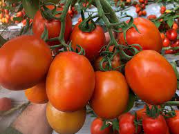 Tomate Roma | AgroTerra Guatemala
