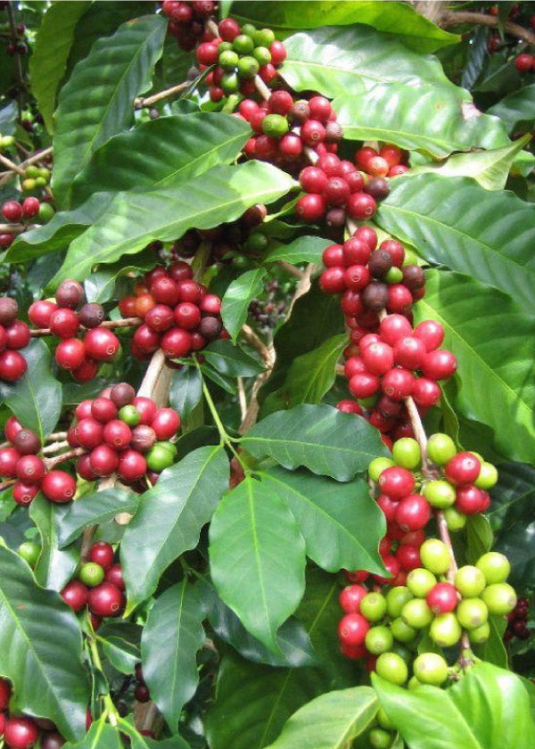 Pilon Cafe Injertado Variedades (Sarchimor, Catuai, Marsella,Catimor, Ana Café 14) - Listo para Trasplante
