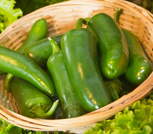 Semilla Chile Jalapeño M 1 Libra | AgroTerra Guatemala