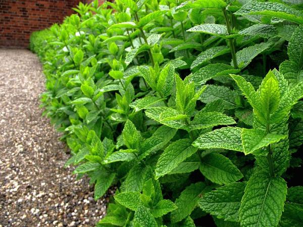 Pilon Menta Peperita