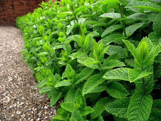 Pilon Menta Peperita