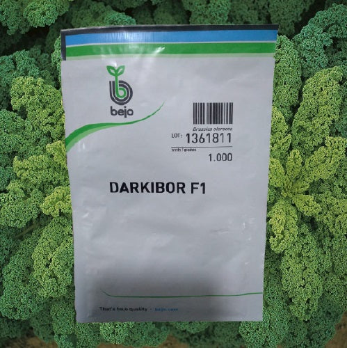 Semilla Bejo Col Berza Darkibor Sobre 2,500 Semillas (KALE) | AgroTerra Guatemala