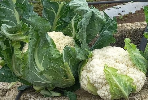 Semilla Coliflor Gema F1 5,000 Semillas Blanca Marca Corona | AgroTerra Guatemala