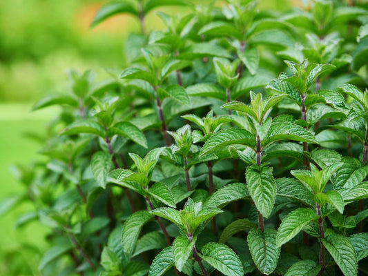 Pilon Menta Comun (Hierba Buena)