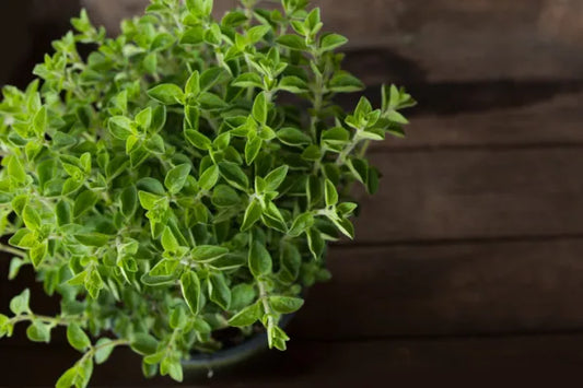 Pilon Oregano
