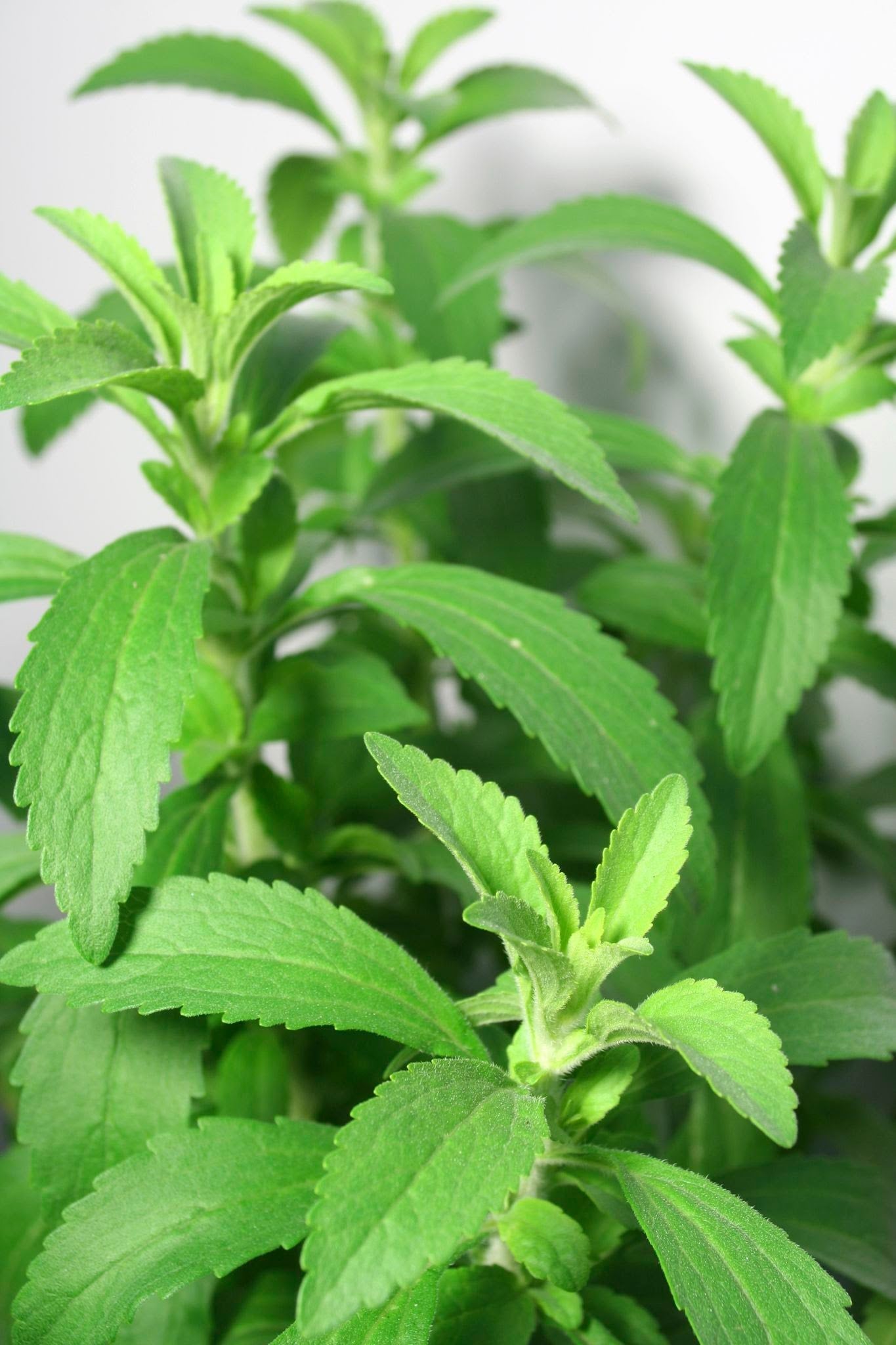 Pilon Stevia