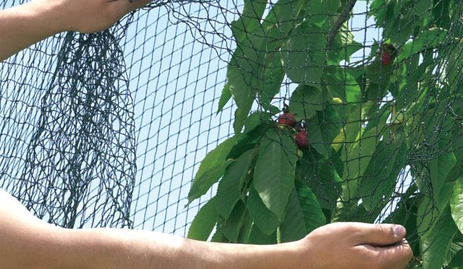 Malla Antipajaro 5 MTS x 50 MTS/ 5 MTS x 200 MTS | AgroTerra Guatemala