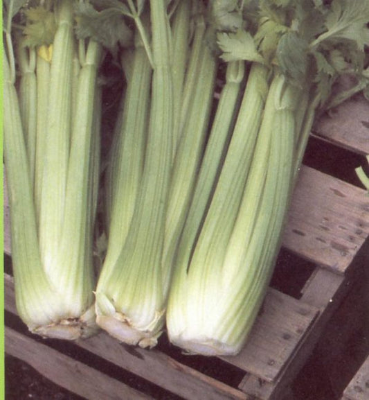 Semilla de Apio Ventura Marca Corona 1 Libra | AgroTerra Guatemala
