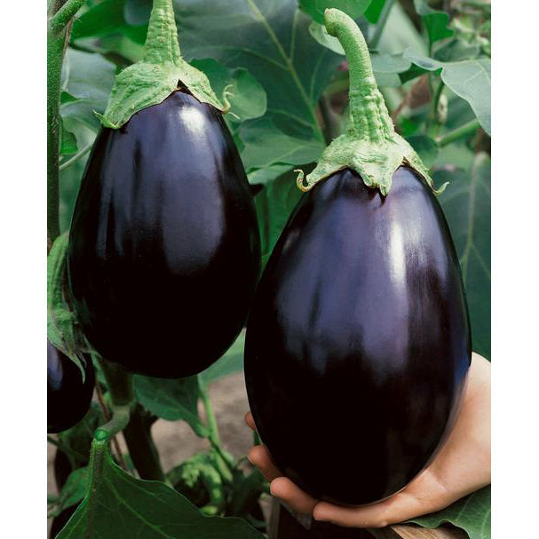 Semilla Berengena Black Beauty | AgroTerra Guatemala
