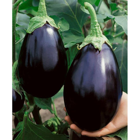 Semilla Berengena Black Beauty | AgroTerra Guatemala