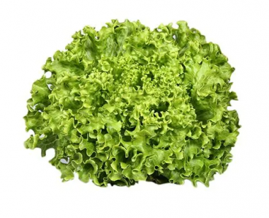 Lechuga Escarola Verde 8 Onzas | AgroTerra Guatemala