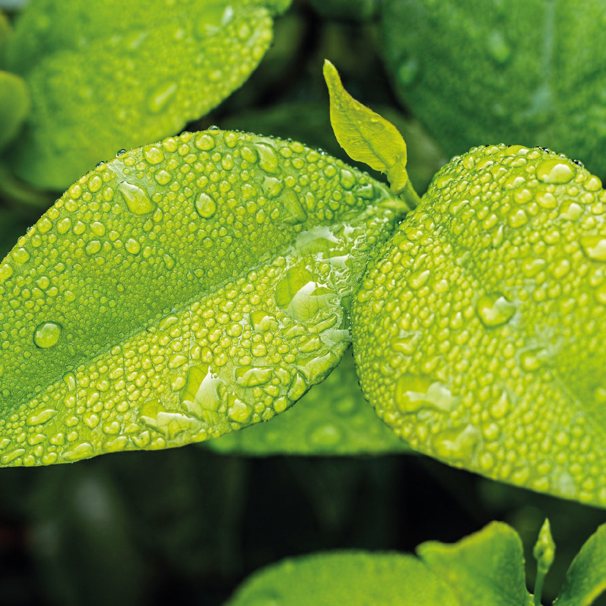 Fertilizante Orgánico Foliar para Crecimiento y Desarrollo Vegetativo para Frutales 20 LT - AgroCompost