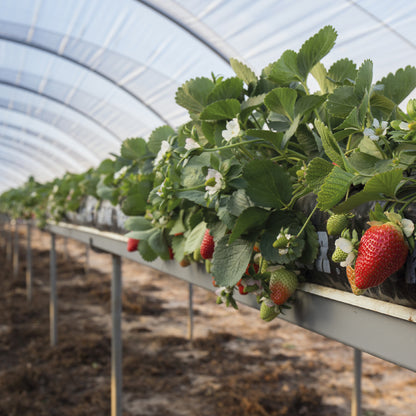 Fertilizante Orgánico Foliar para Crecimiento y Desarrollo Vegetativo de FRESAS 20 LT - AgroCompost Guatemala