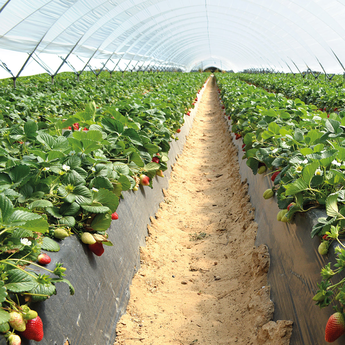 Fertilizante Orgánico Foliar para Crecimiento y Desarrollo Vegetativo de FRESAS 20 LT - AgroCompost Guatemala