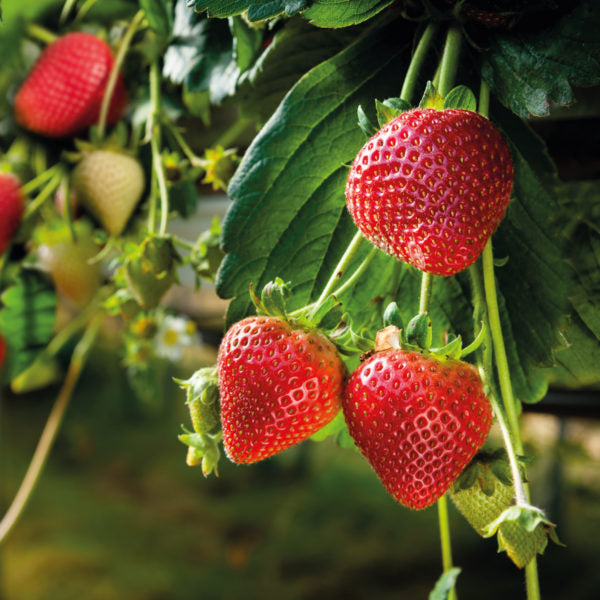 Fertilizante Orgánico Foliar para Floración y Fructificación de FRESAS 20 LT - AgroCompost Guatemala
