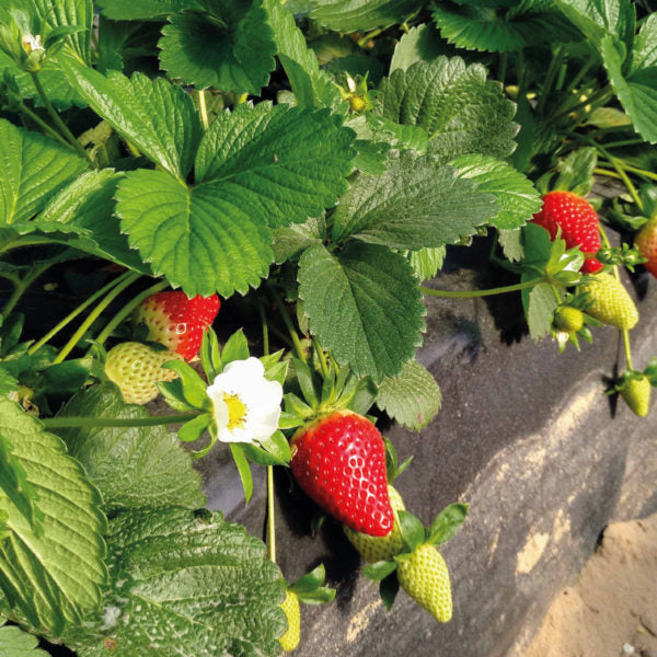 Fertilizante Orgánico Foliar para Floración y Fructificación de FRESAS 20 LT - AgroCompost Guatemala
