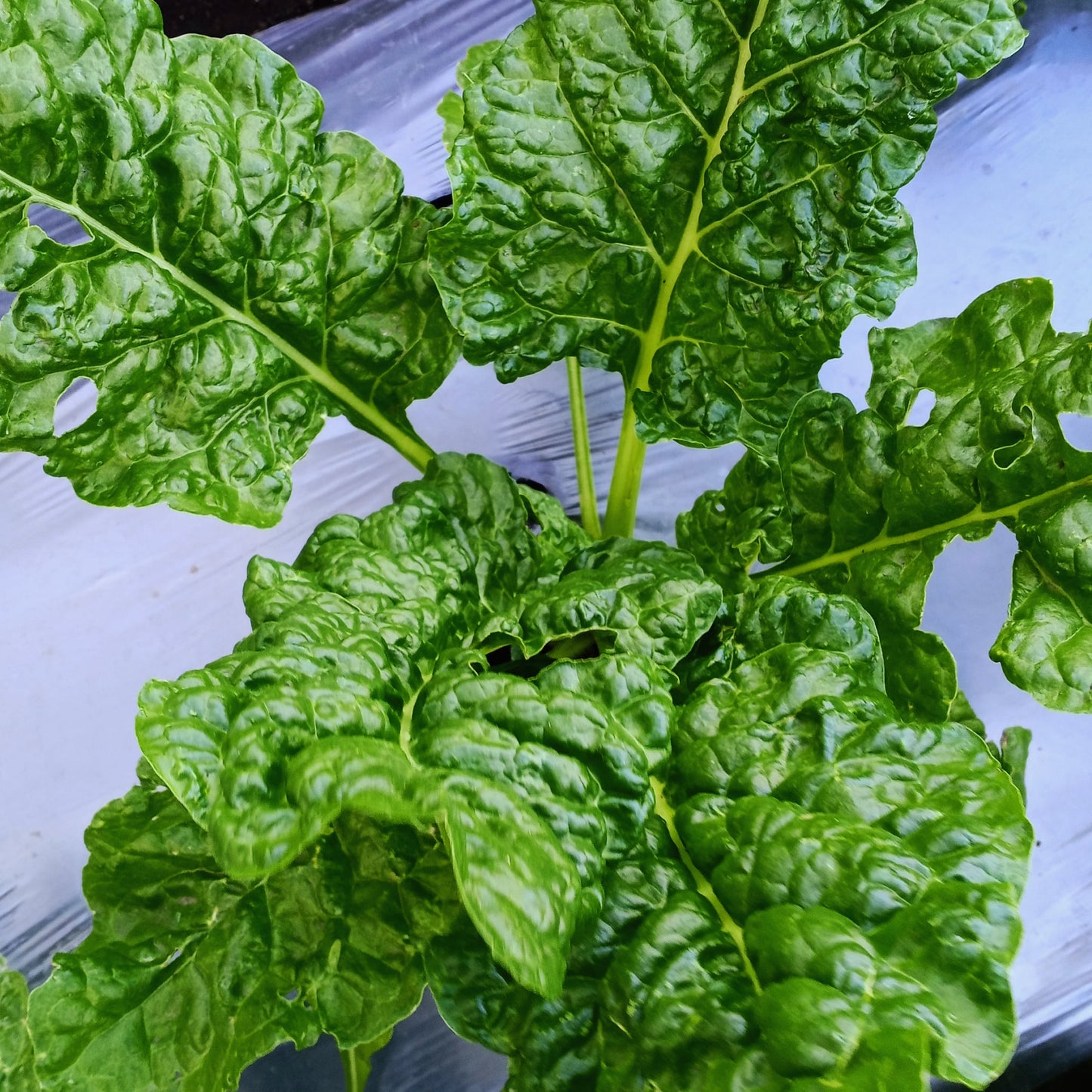 Fertilizante Orgánico Foliar para Crecimiento y Desarrollo Vegetativo de Huertos 20 LT - AgroCompost