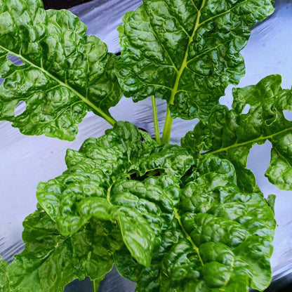 Fertilizante Orgánico Foliar para Crecimiento y Desarrollo Vegetativo de Huertos 20 LT - AgroCompost