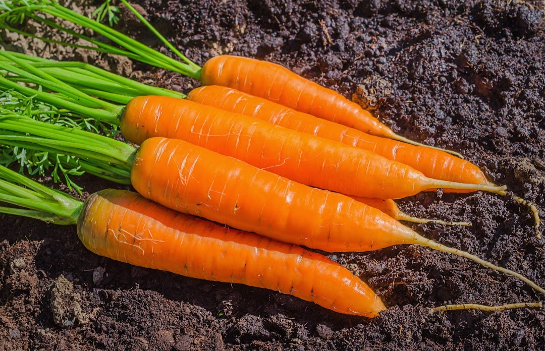 Fertilizante Orgánico Foliar para Crecimiento y Desarrollo Vegetativo de Huertos 20 LT - AgroCompost