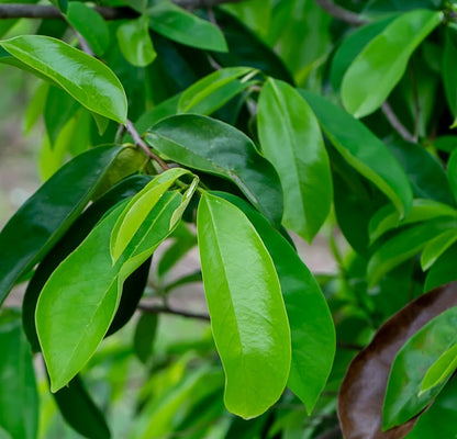 Fertilizante Orgánico Foliar para Crecimiento y Desarrollo Vegetativo para Frutales 20 LT - AgroCompost
