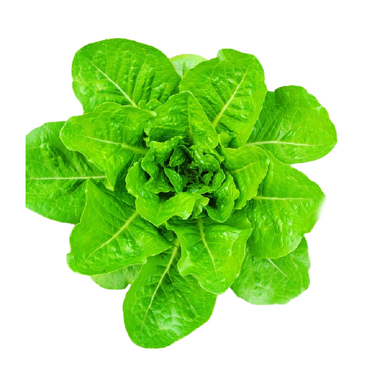 Lechuga Romana Orgánica 8 Onzas | AgroTerra Guatemala